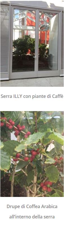 Serra ILLY con piante di Caffè