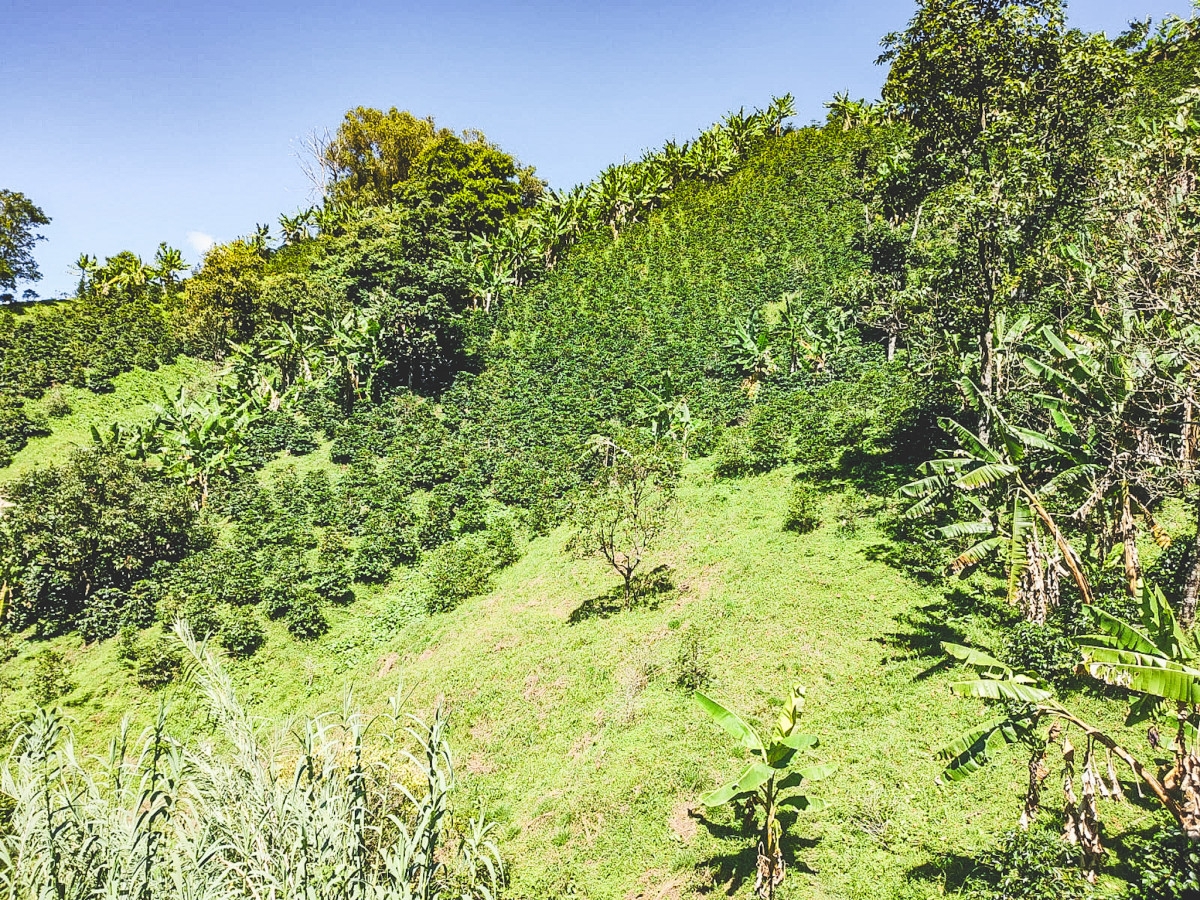 finca-La-Primavera-colombia